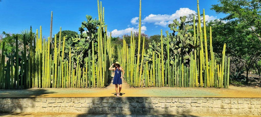 Jardin Etnobotanico Oaxaca